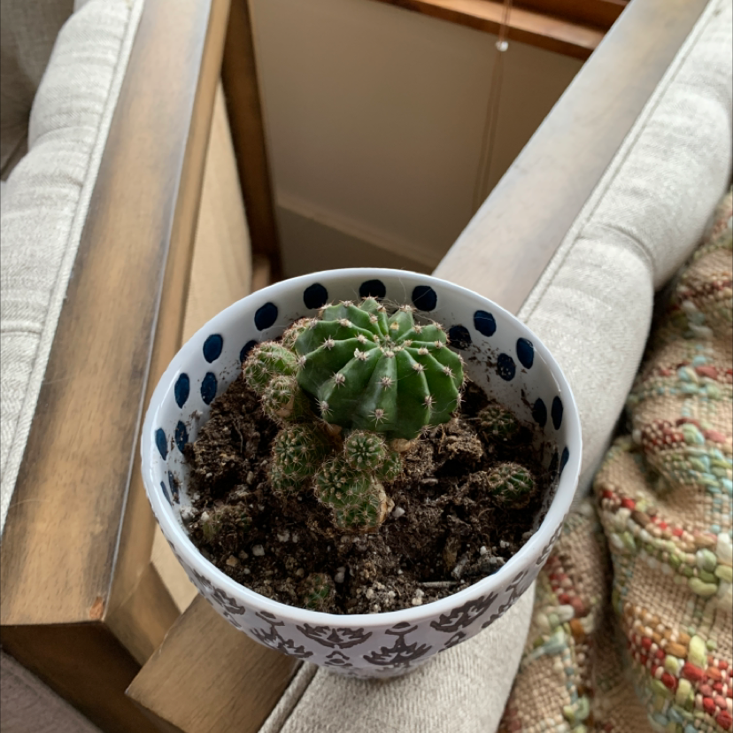 Potted Smooth Prickly Pear cactus on a couch, soil visible.