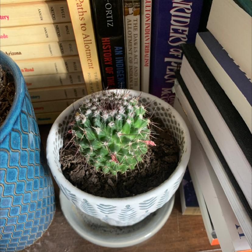 Mexican Pincushion cactus in a white pot with visible soil, surrounded by books.