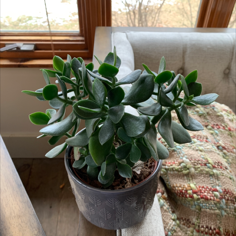 Healthy Silver Dollar Plant in a pot indoors with thick, green leaves.