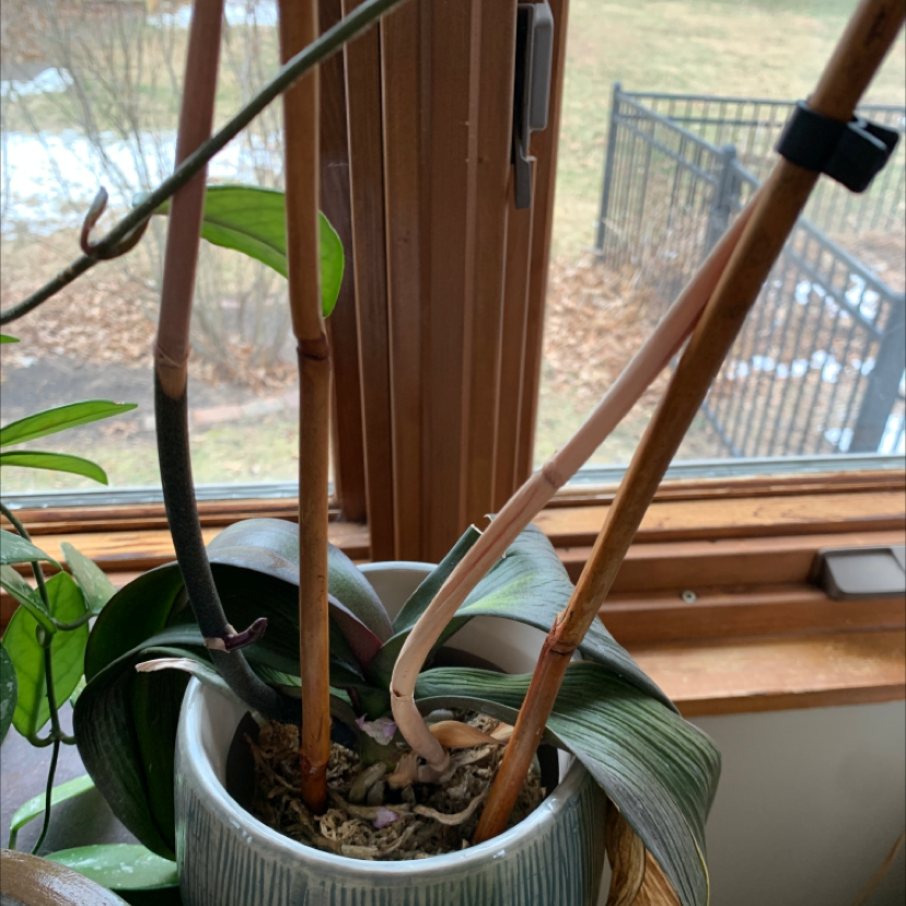 Jewel Orchid plant with discolored stems and visible soil in a pot near a window.