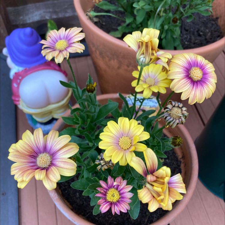 Potted Van Staden's river daisy with vibrant yellow and pink flowers, some wilted.
