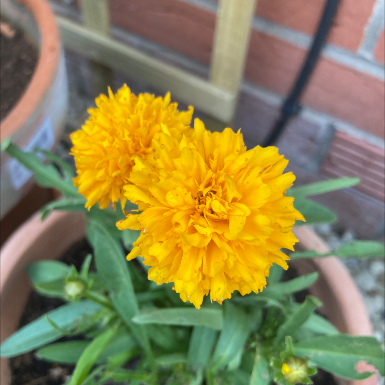 Photo of the plant species Golden Sphere by Alex named Your plant on Greg, the plant care app