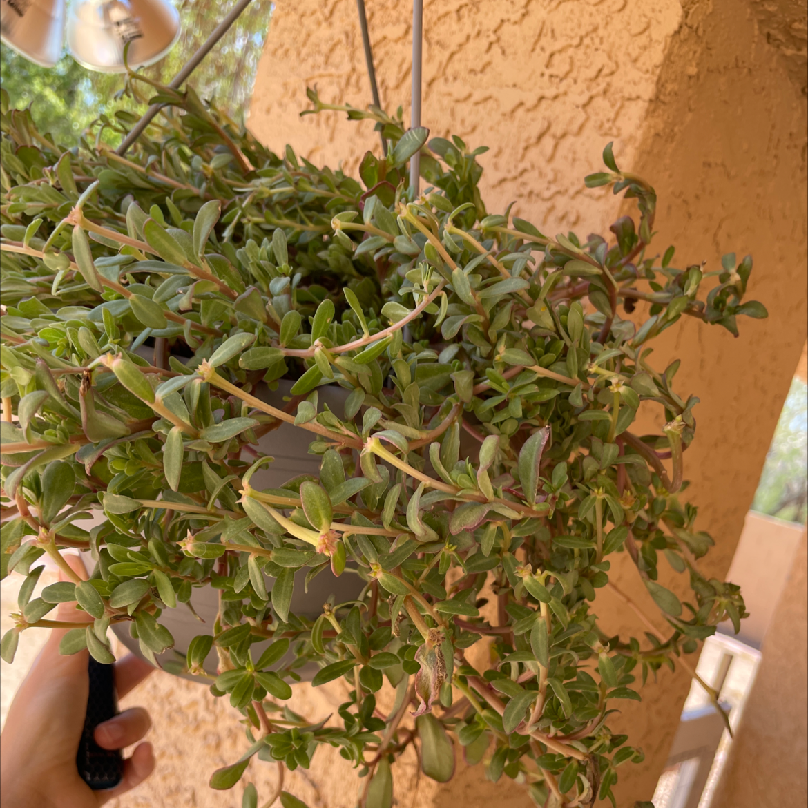 Wingpod Purslane plant photo by @Doseofpurplehaze named Puslane 1 on Greg, the plant care app.