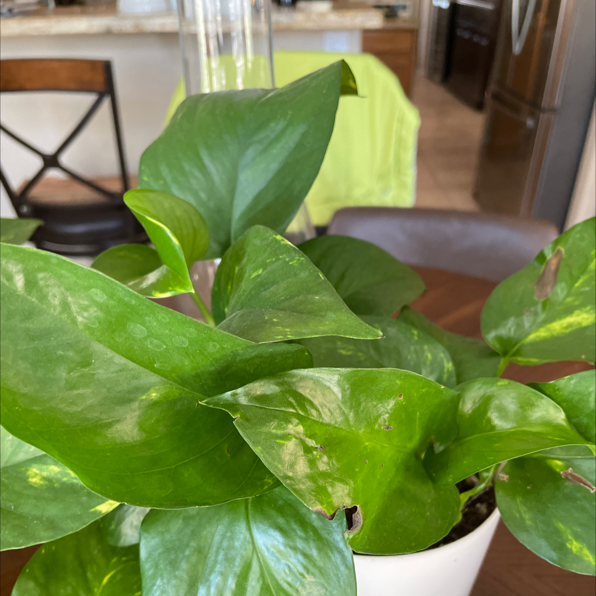 Taro Vine plant photo by @Doseofpurplehaze named Phoenix on Greg, the plant care app.