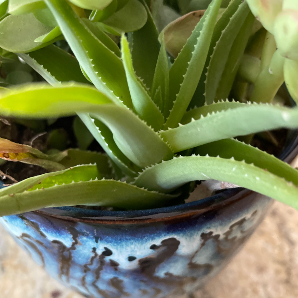 Candelabra Aloe plant in a blue pot with healthy green leaves.