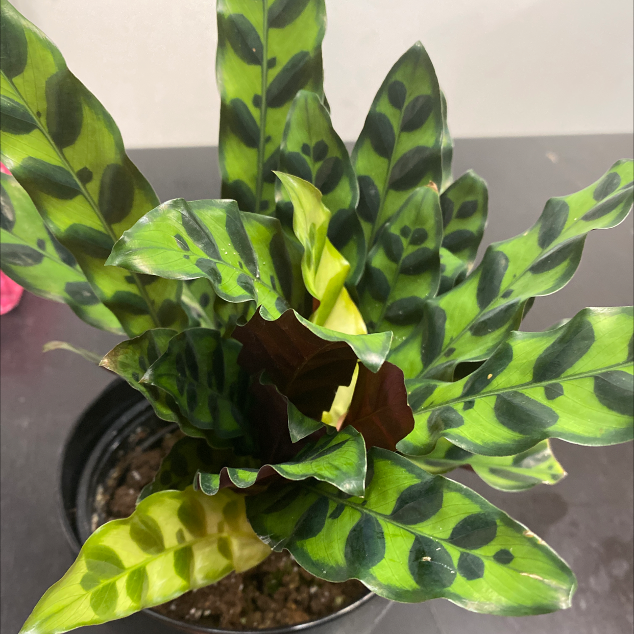 Rattlesnake Plant (Calathea lancifolia) with characteristic spotted leaves in a pot with visible soil.