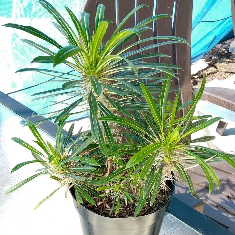 Photo of the plant species Madagascar Palm by Theresa named Florence on Greg, the plant care app