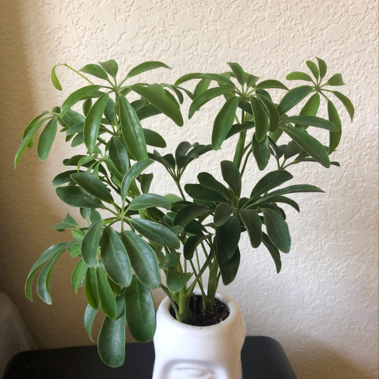 Healthy dwarf umbrella tree with vibrant green foliage in a white ceramic pot, well-framed photo against plain background.