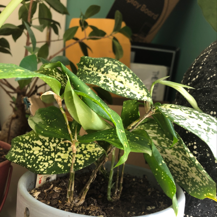 Healthy Gold Dust Dracaena houseplant with vibrant green and yellow variegated leaves, characteristic speckled pattern, in a pot with visible soil.