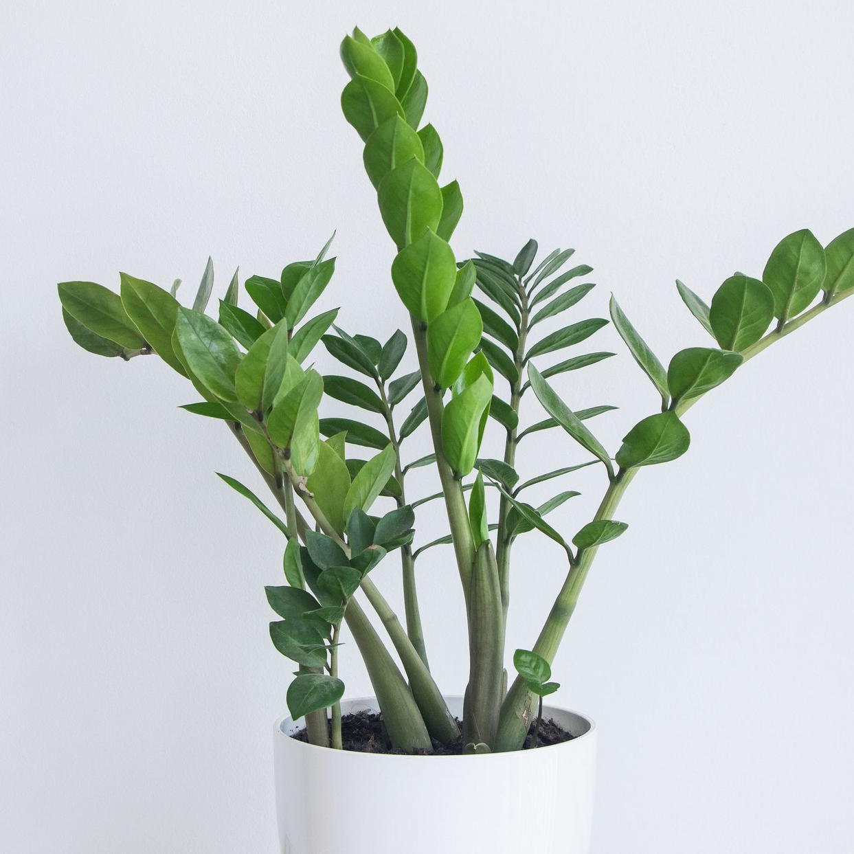 Healthy, lush ZZ plant with glossy green pinnate leaves in a white ceramic pot, soil visible.