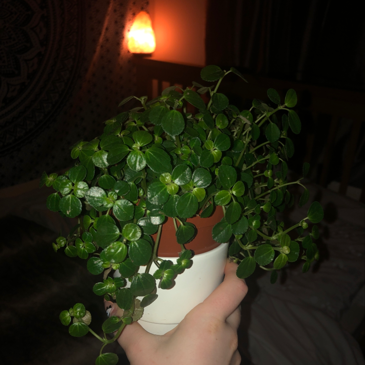 A hand holding a lush, green, trailing vining peperomia plant with heart-shaped leaves in warm light, showcasing its excellent health.