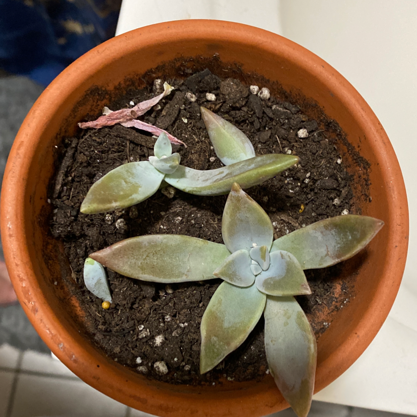Potted Ghost Plant (Graptopetalum paraguayense) with multiple rosettes in a terracotta pot.