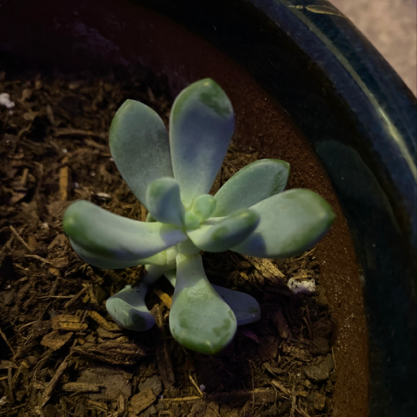 A small Ghost Plant succulent in a pot with visible soil.