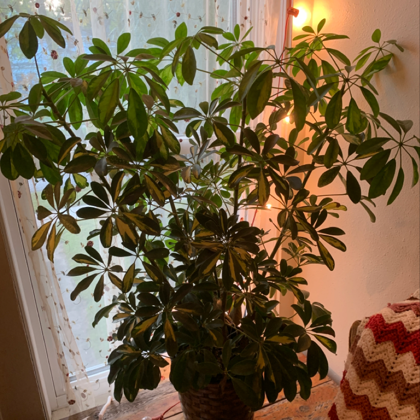 Healthy Dwarf Umbrella Tree houseplants with glossy green leaves in a home setting, likely on a sunny windowsill.