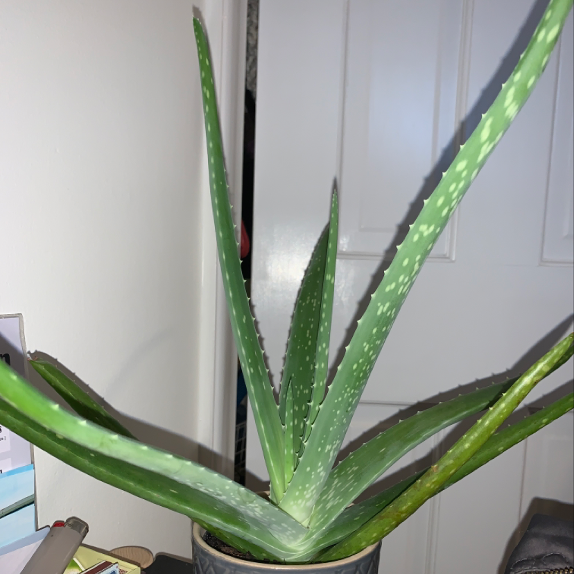 Photo of the plant species Yellow Walking Iris by Feline named Aloe on Greg, the plant care app
