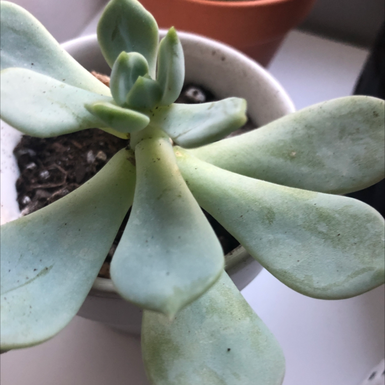 Plant care for Echeveria 'Madiba' on Greg, the plant care app
