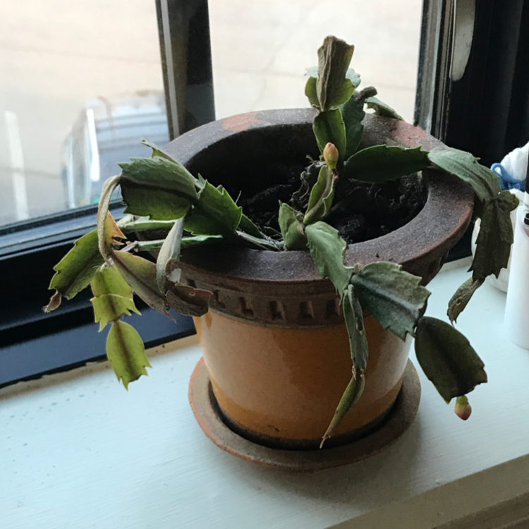 Potted False Christmas Cactus on a windowsill with some wilting and browning leaves.