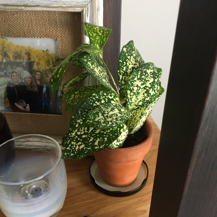 Healthy Gold Dust Dracaena plant with vibrant green and yellow speckled leaves, potted in terracotta on a wooden shelf with framed photos.