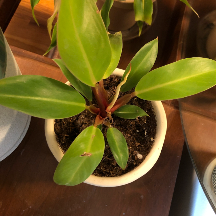 Healthy Blushing Philodendron plant with glossy green and pink leaves growing in a white ceramic pot.