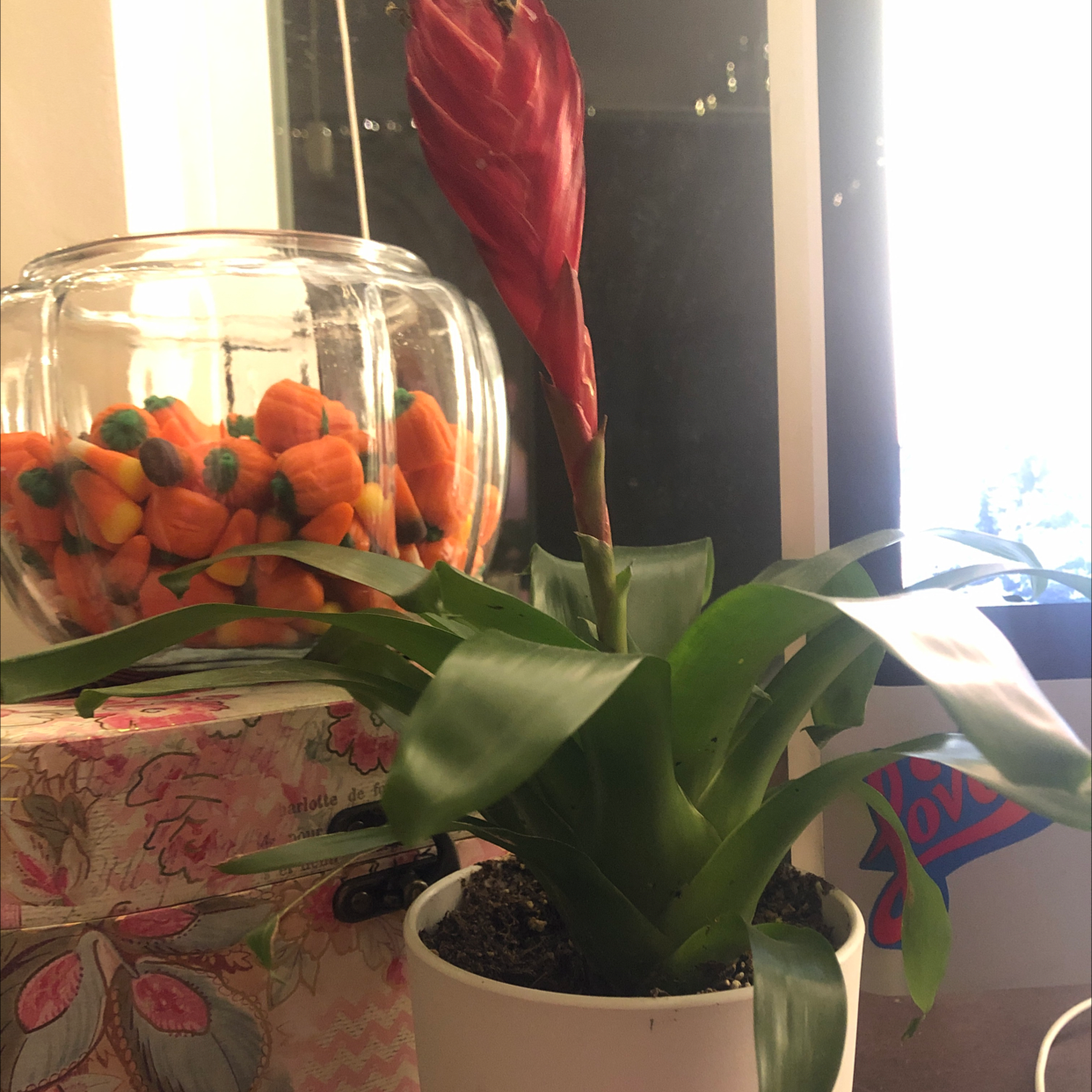 Flaming Sword plant (Vriesea splendens) in a white pot with a red flower spike and visible soil.