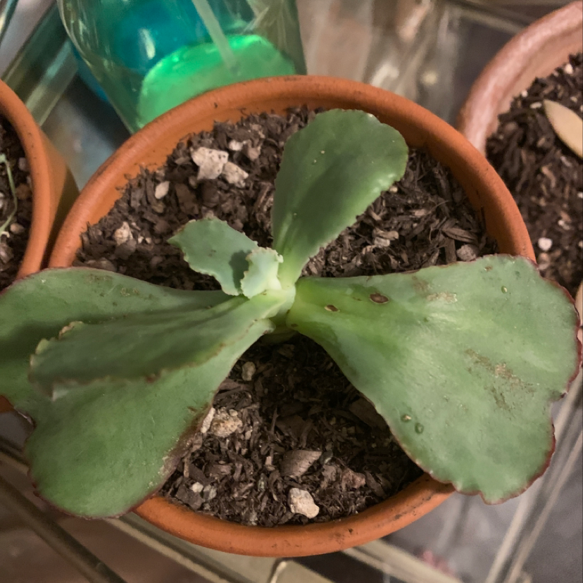 Close-up of a healthy Kalanchoe daigremontiana plant in a terra cotta pot, showing large green leaves with tiny brown plantlets along the edges.