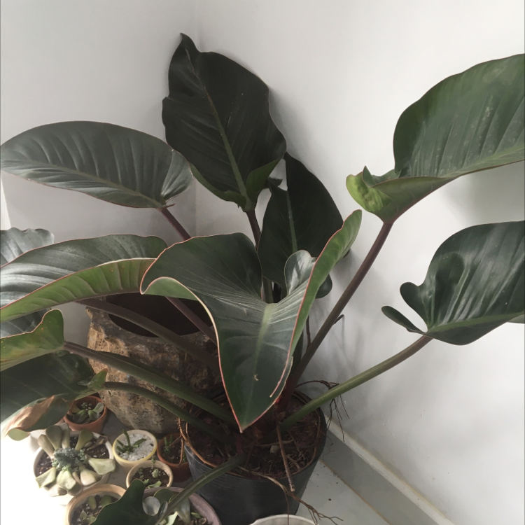 Philodendron 'Imperial Red' plant with large, dark green leaves in a pot, well-framed and healthy.