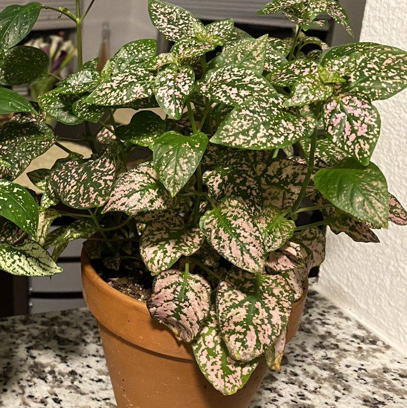 Healthy, thriving Polka Dot Plant with lush variegated leaves growing in a terra cotta pot.