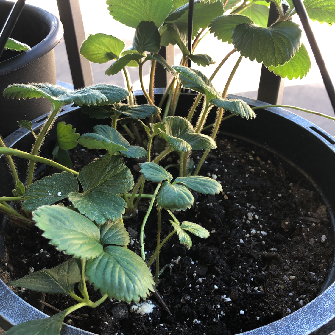 Strawberry plant in a pot with healthy green leaves and visible soil.