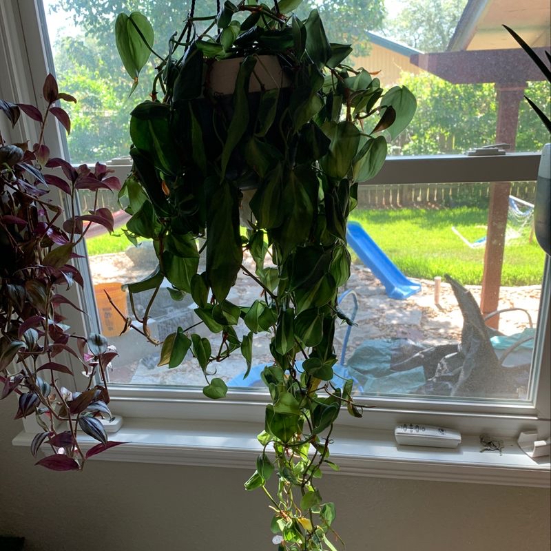 A lush, healthy Heartleaf Philodendron with long trailing vines and vibrant green heart-shaped leaves, in front of a bright window.