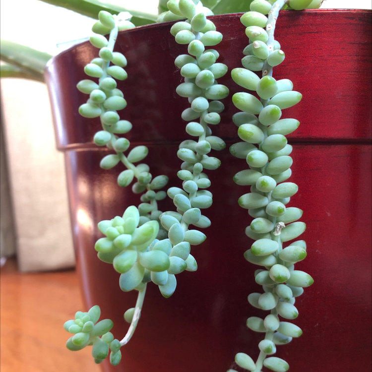 Healthy and thriving Burro's Tail succulent cascading down a red clay pot, with dense light green leaves.