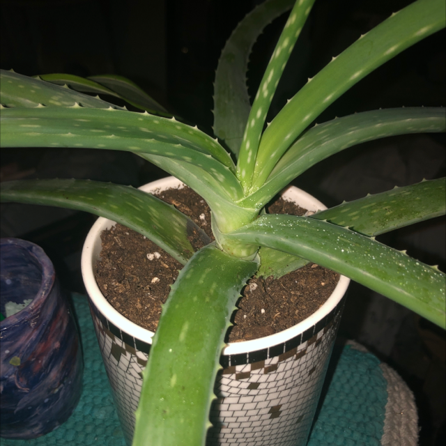 Aloe vera plant photo by @PlantMommaPai named Leo on Greg, the plant care app.