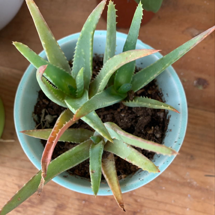 Healthy potted Aloe vera plant with thick green serrated leaves showing some natural spotted variegation, in a blue ceramic pot.