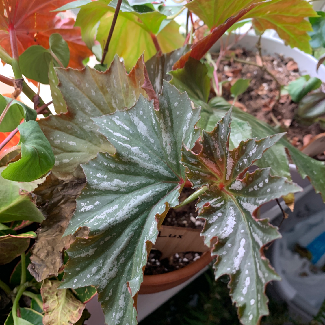Plant care for Dieffenbachia on Greg, the plant care app