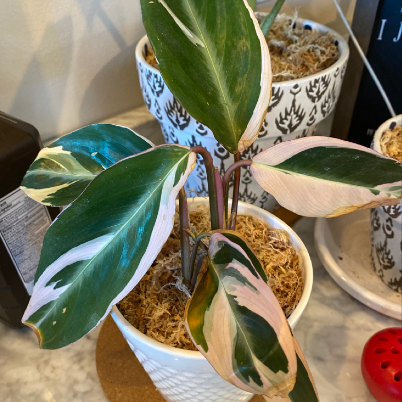 Triostar Stromanthe plant in a white pot with variegated leaves showing some browning at the edges.