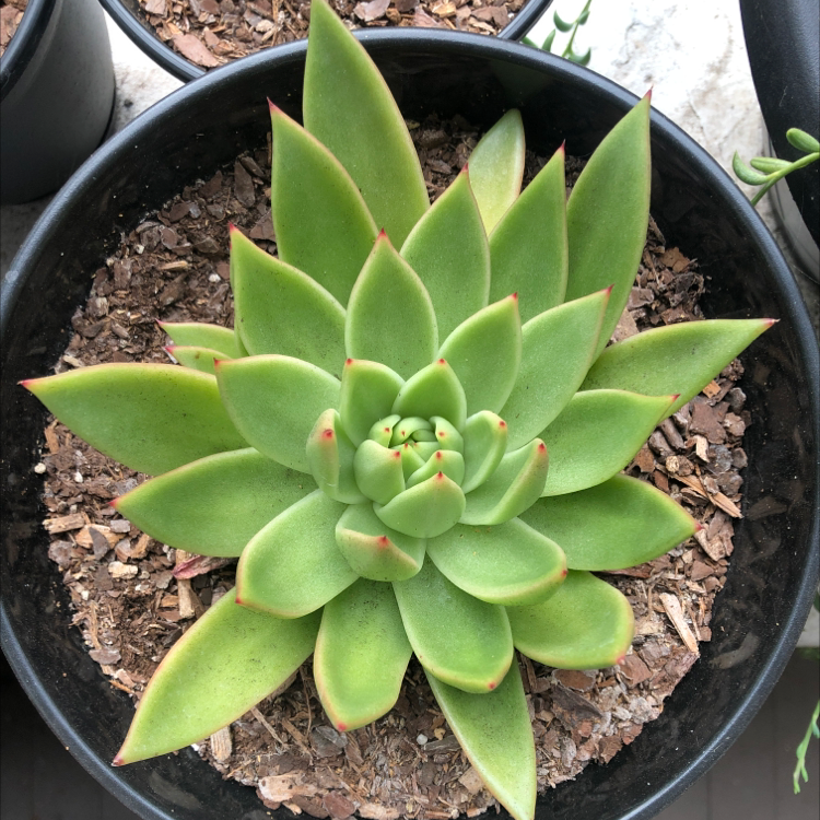 Healthy Lipstick Echeveria plant in a black pot with vibrant green leaves and red tips.