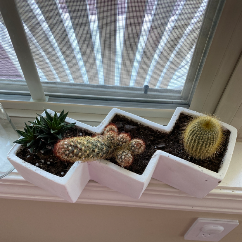 Potted arrangement of multiple cacti, including Lady Finger Cactus, in a white pot on a windowsill.