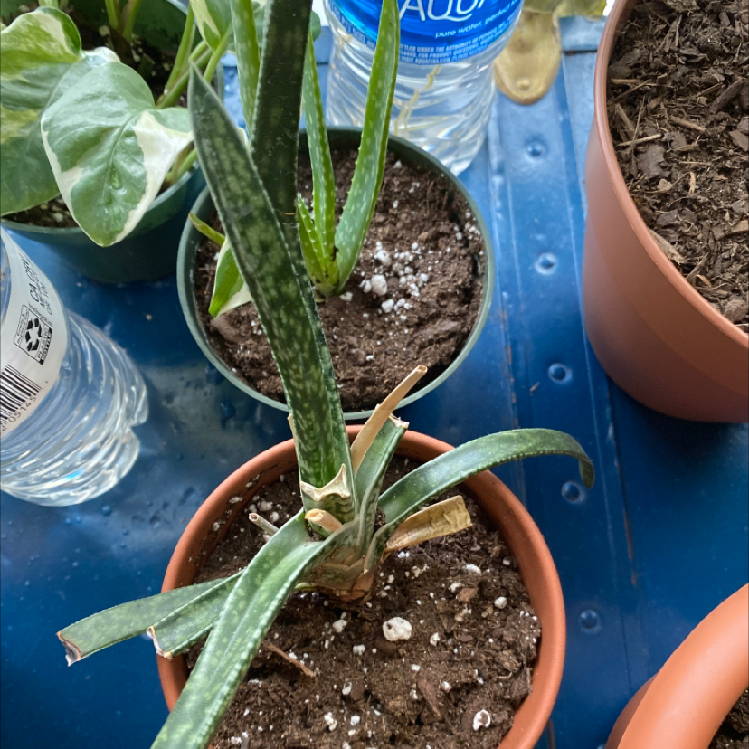 A potted Gasteria obliqua succulent plant with tongue-shaped leaves being watered by a hand holding a water bottle.
