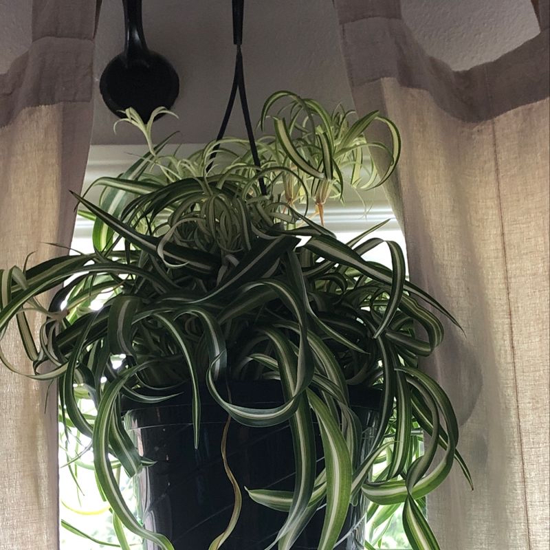 Healthy Spider Plant (Chlorophytum comosum) in a hanging pot with vibrant green and white striped leaves.