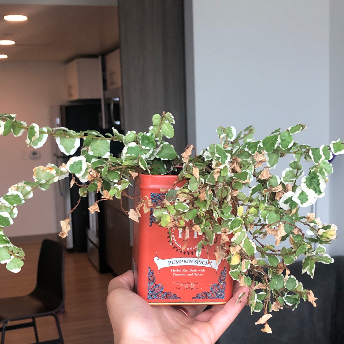 Hands holding up a healthy, variegated creeping fig plant against the backdrop of a modern living room.