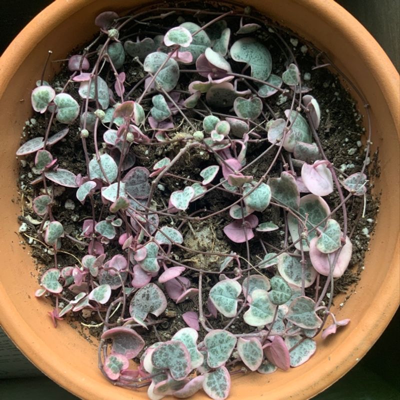 A thriving Chain of Hearts plant with trailing stems of heart-shaped variegated leaves in shades of green, gray and purple.