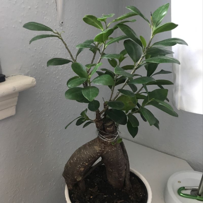 Healthy Ficus ginseng bonsai plant with glossy green leaves and gnarled trunk, in brown ceramic pot on white surface next to toilet.