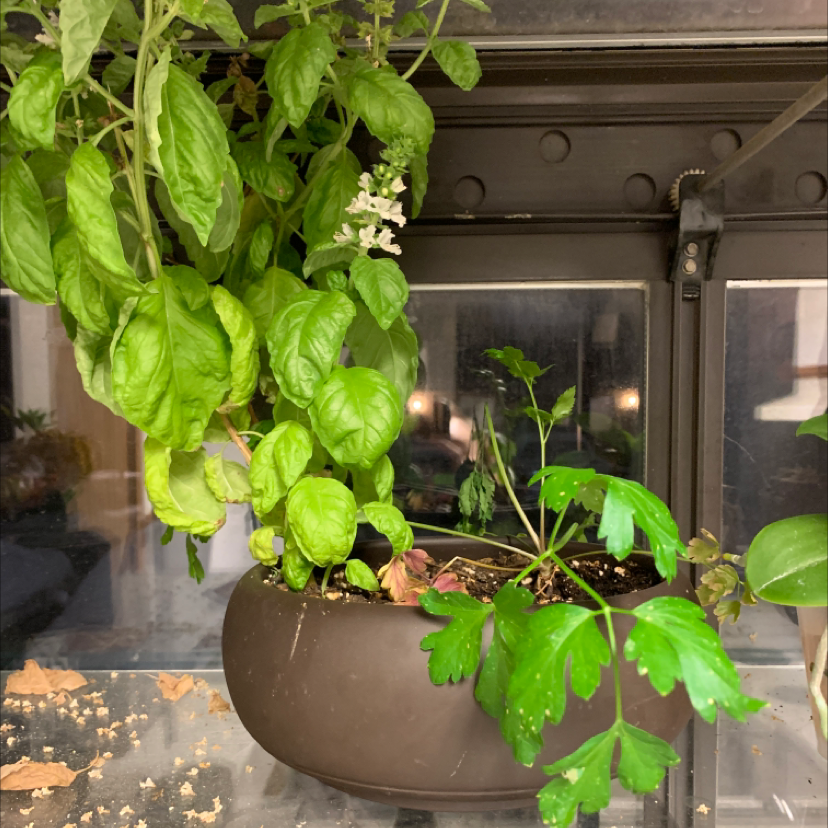 Sweet Basil plant in a pot with visible flowers and slight yellowing of leaves.