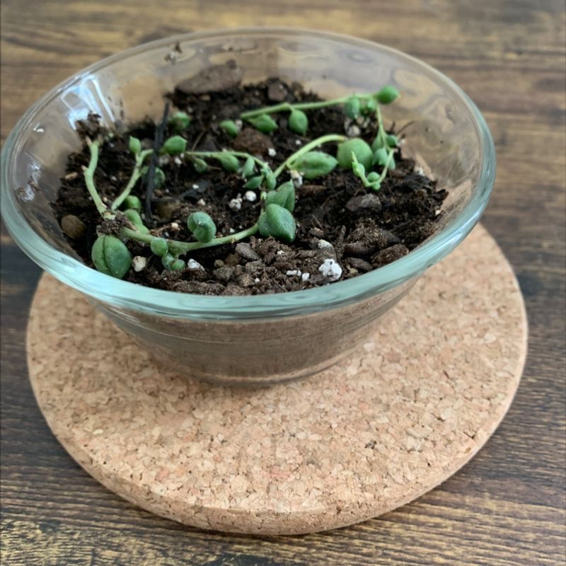 String of Pearls plant in a small glass container with visible soil and sparse growth.