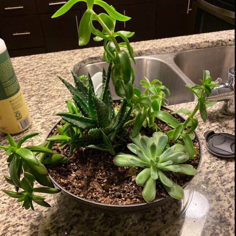 A variety of healthy succulent plants, including a Jade plant, in a pot on a countertop.