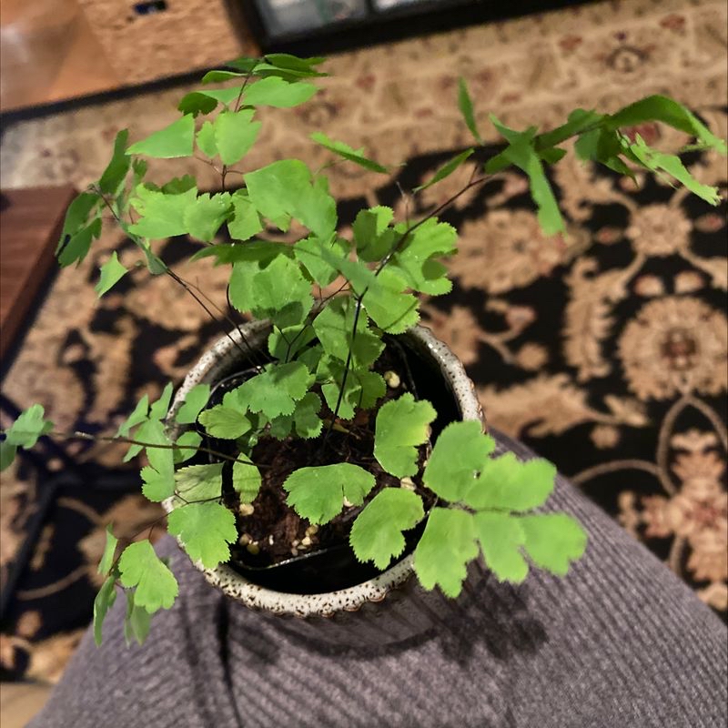Maidenhair Fern in a small pot with vibrant green leaves and visible soil.