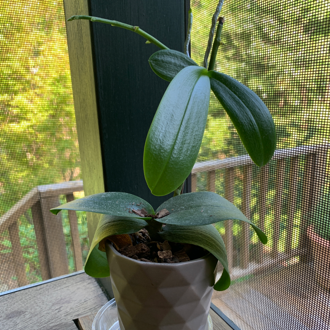 Healthy Gold Dust Dracaena plant with spotted green leaves in a small pot, photographed in front of a window screen.