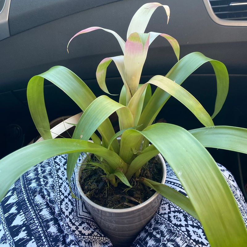 Healthy Tillandsia streptophylla airplant with long curving green and pink leaves in a small pot on patterned fabric in a car.