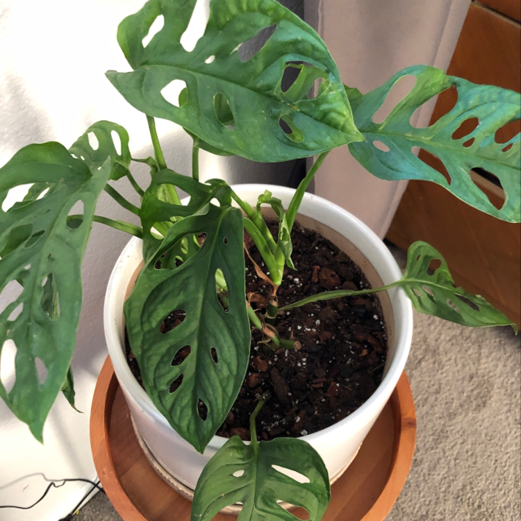 A healthy Monstera deliciosa plant with large, green split leaves growing in a white ceramic pot.