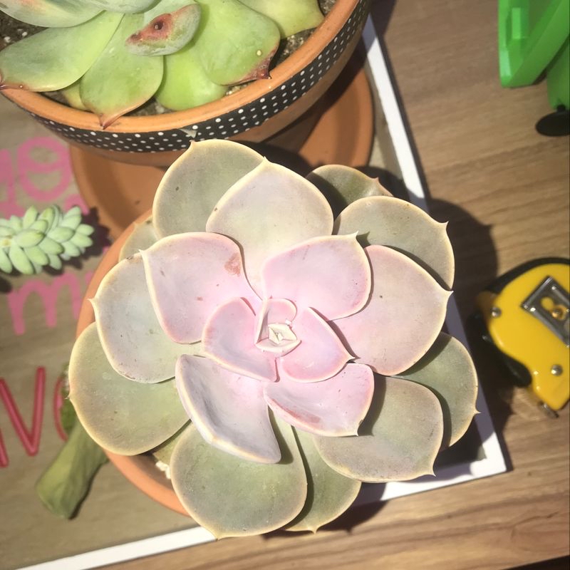 Photo of the plant species Camouflage by @GraceW named Perle on Greg, the plant care app