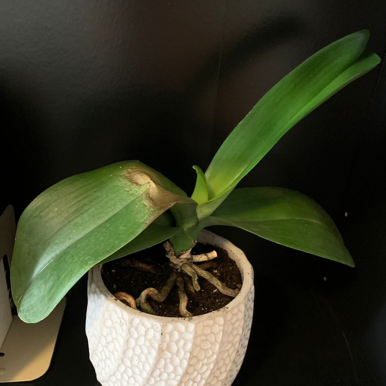 Plant care for Brassocattleya 'Hoku Gem Sun Spots' on Greg, the plant care app